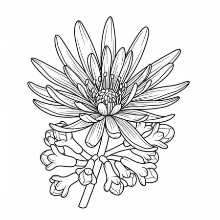 Flor de Cravo da india (Desenho para Colorir)