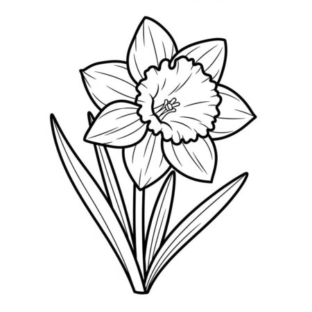 Flor de Narciso (Desenho para Colorir)