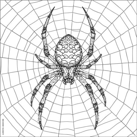 Aranha Realista na Teia (Desenho para Colorir)