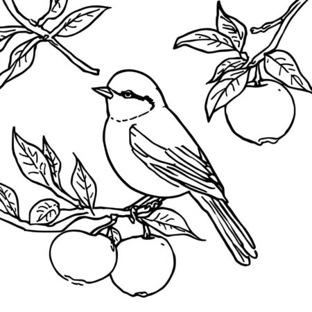Passaro e Frutas (Desenho para Colorir)